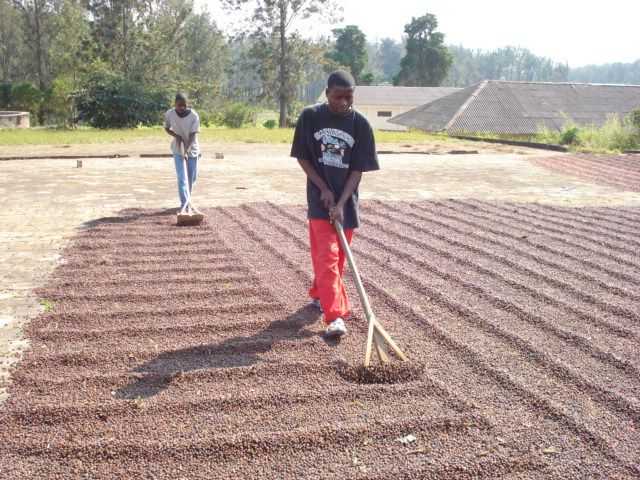 coffee angola