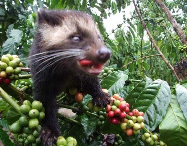 animali kopi luwak