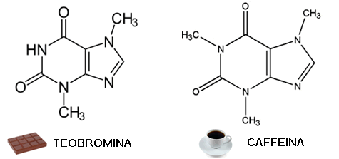 cacao teobromina