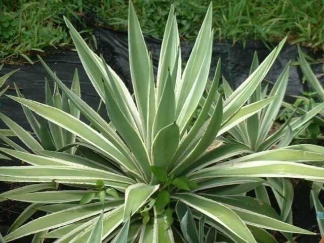 sciroppo d'agave