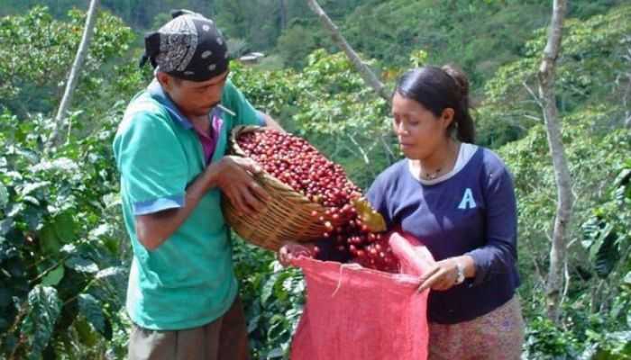 via del caffè nicaragua