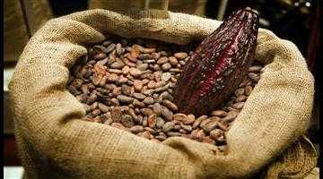 cacao