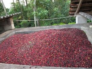 Indian_coffee_beans