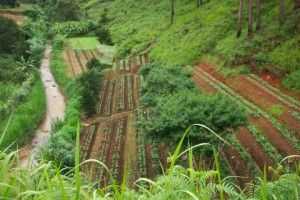 Terraced_Coffee_Plants_in_Vietnam