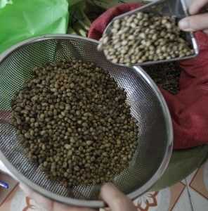 A man pours robusta coffee beans into a basket before roasting at Giang Lo Duc coffee shop in Hanoi