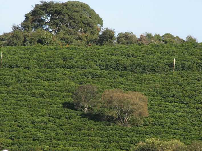 coltivazione caffè piantagione verde