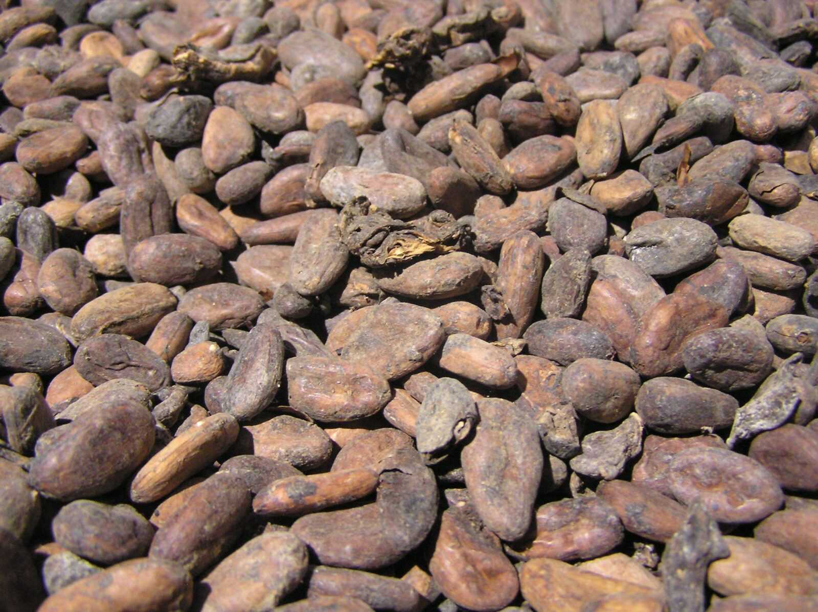 coltivazione illegale cacao cabosse