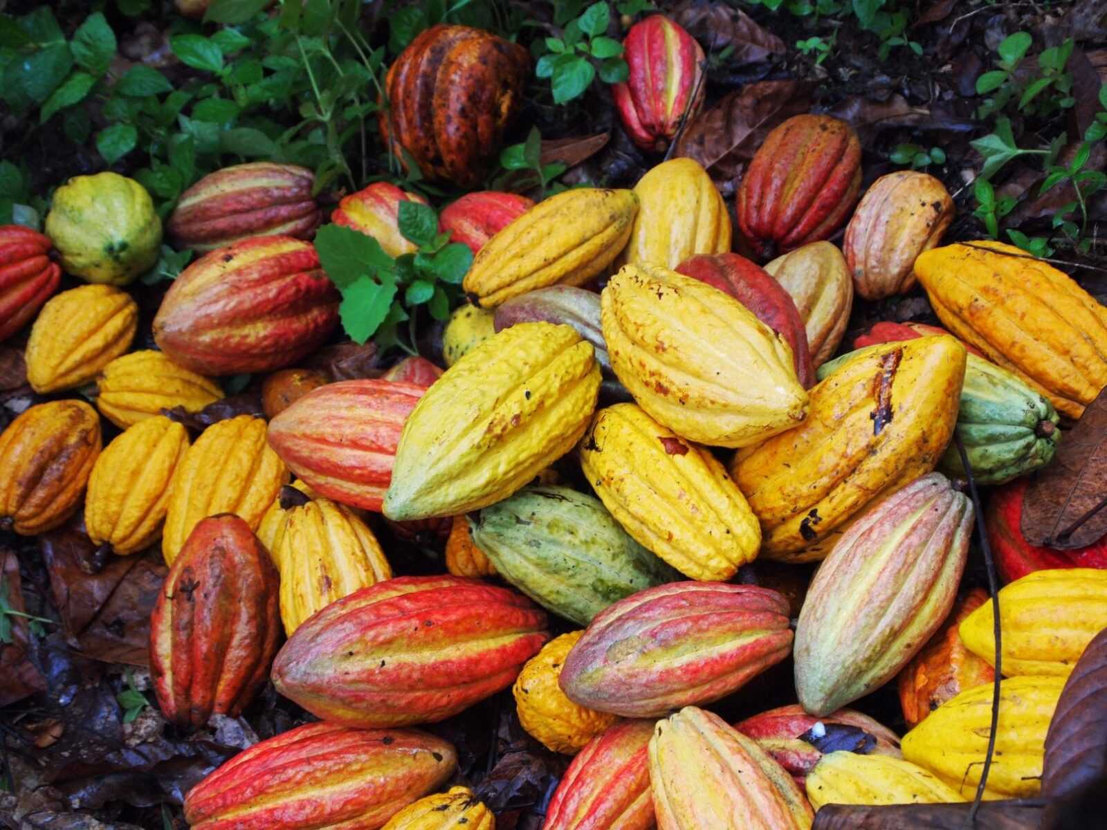 cacao cabosse coltivazione