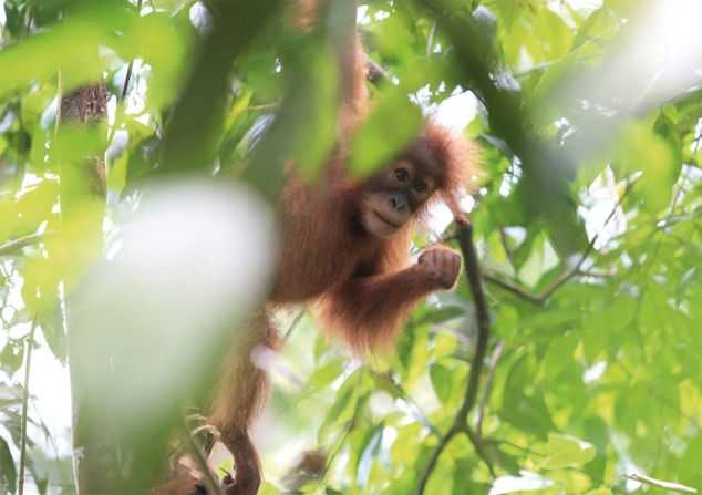 dalla corte sumatra orangutang