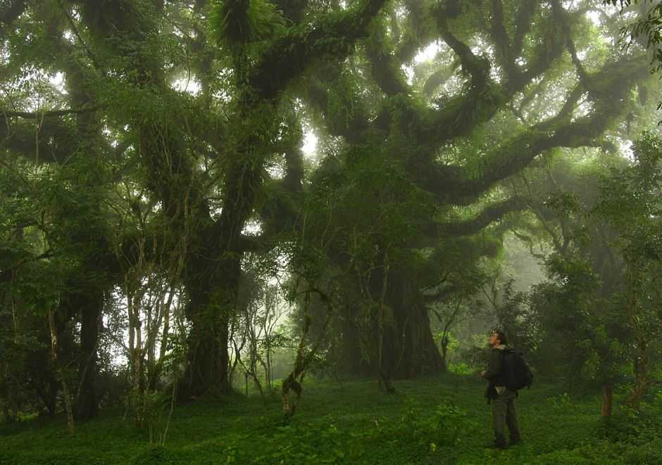 foresta herenna etiopia