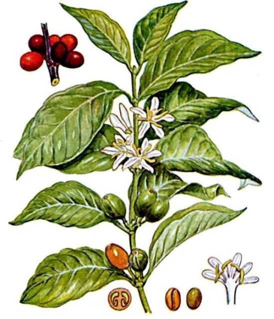 pianta caffè botanica disegno