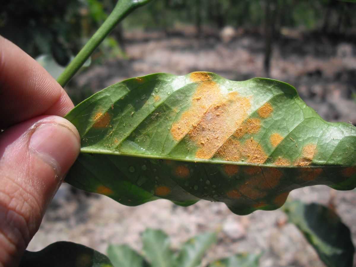 coffee rust hemilea vastatrix