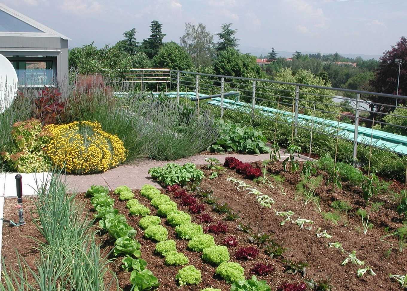 verdure ortaggi sui tetti