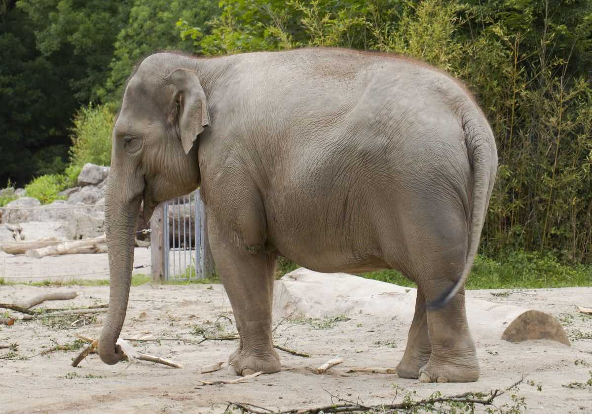 elefante asiatico