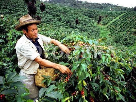 Colombia export arabica