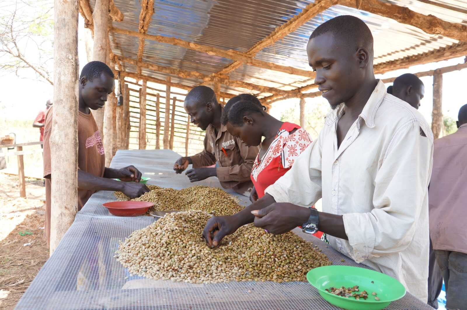 TechnoServe green coffee sorting South Sudan