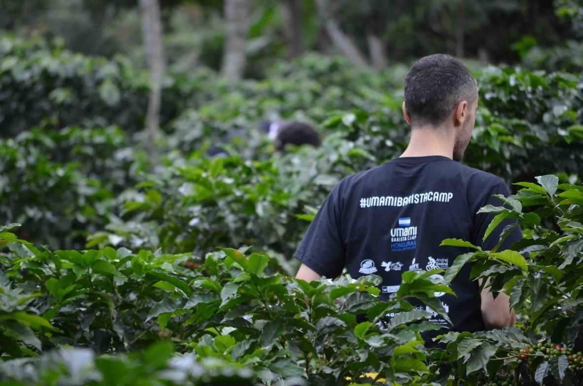 Umami barista camp honduras