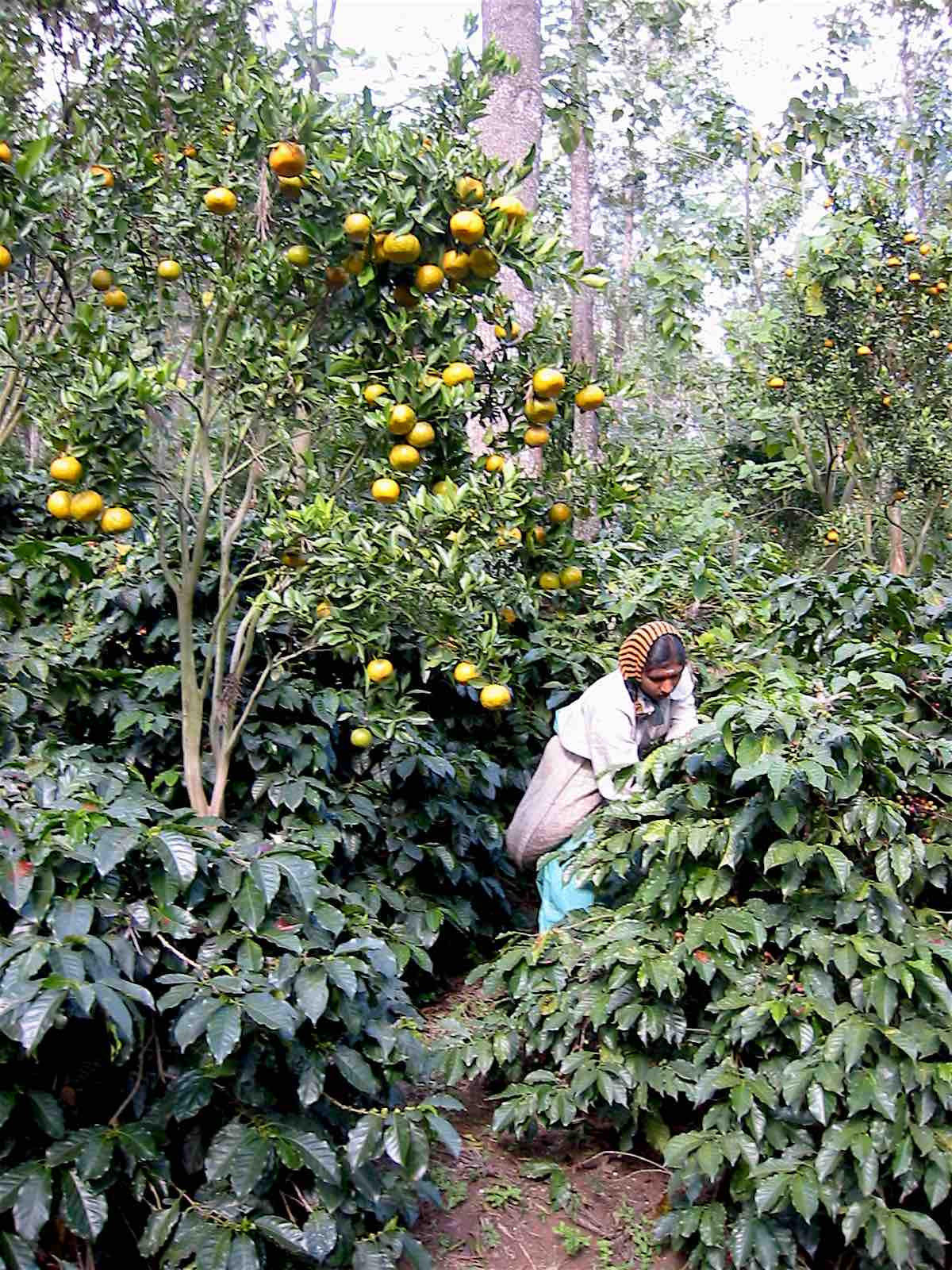 caffè sotto i mandarini india