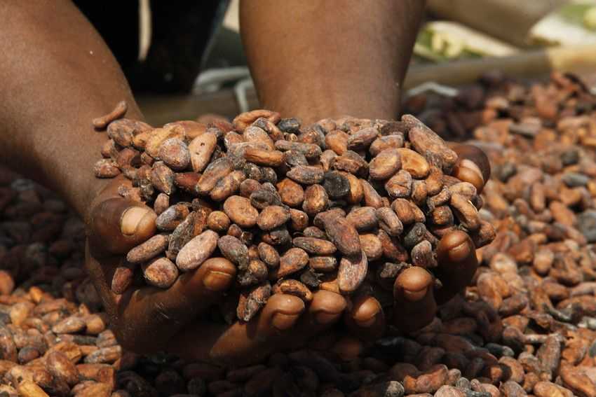 Fairtrade cacao