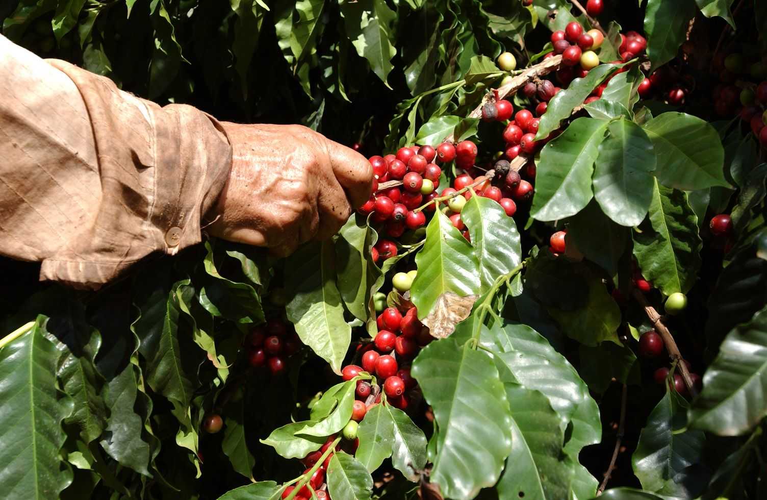 caffè coltivazione alleanza