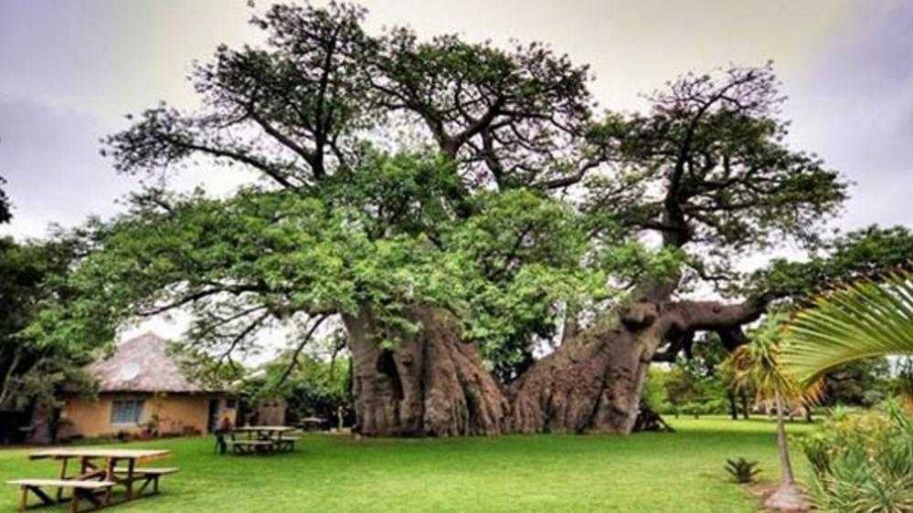 bar baobab