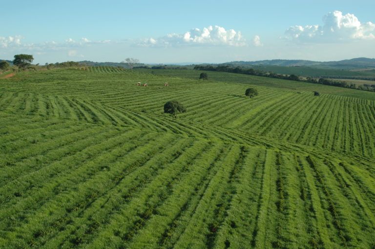 La siccità in Minas Gerais e São Paulo cala le previsioni per il 2007/08