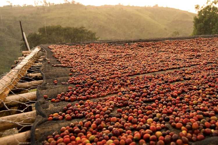 etiopia caffè grenci cina