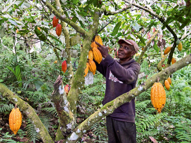 Coltivazione di cacao in Nigeria