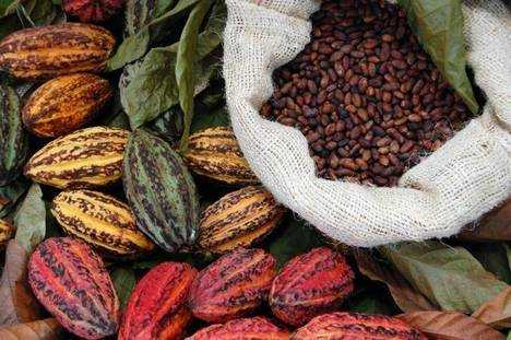 il mercato del cacao Perù