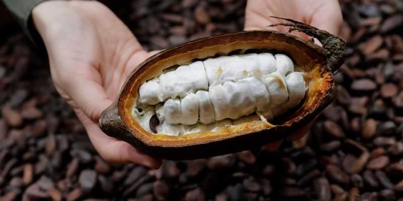 cacao