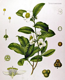 camellia sinensis orticolario