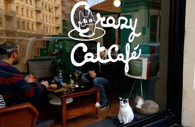 Crazy Cat café