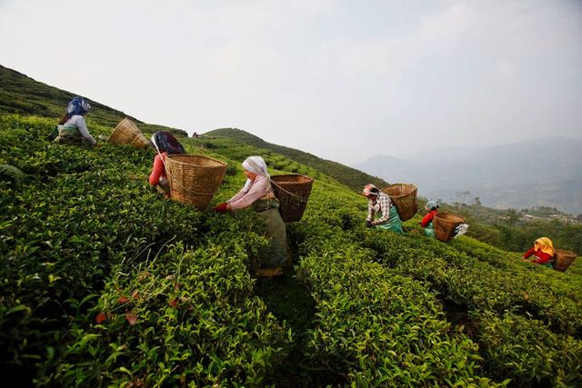 i lavoratori del tè