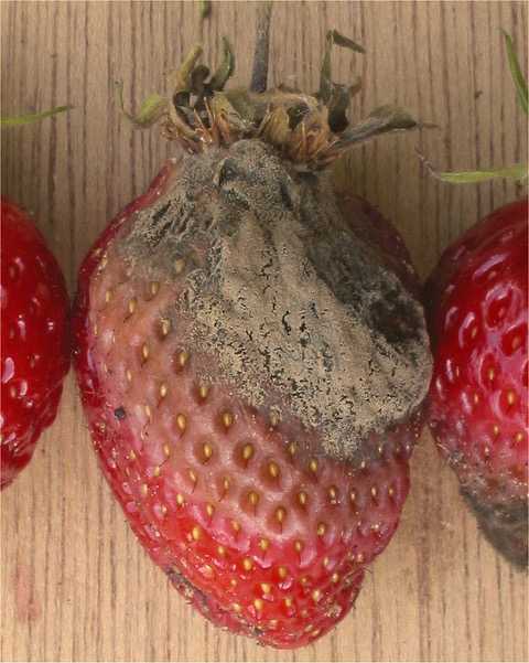 Fragola attaccata da Botrytis Cinerea