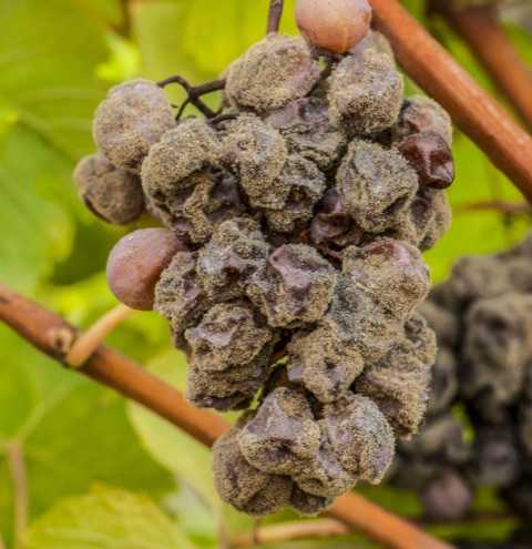 Vignoble botrytis