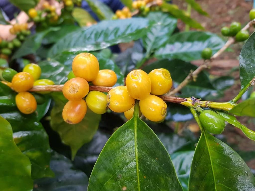 chicchi di caffè gialli giallo