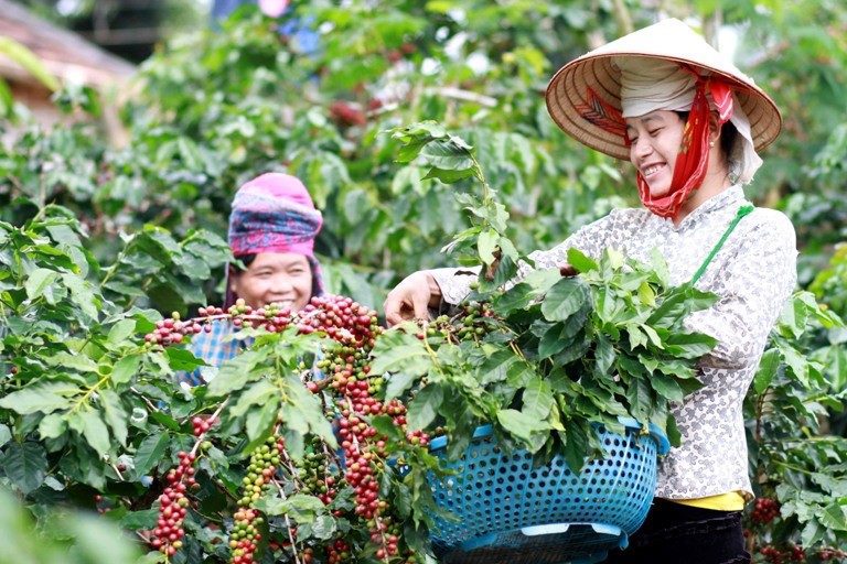 Vietnam: raccolto completato al 40%. Vicofa rialza le stime a 15 milioni di sacchi