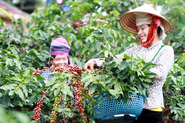 mard Vietnam associazionismo Una bella immagine scattata in una piantagione del Vietnam genere