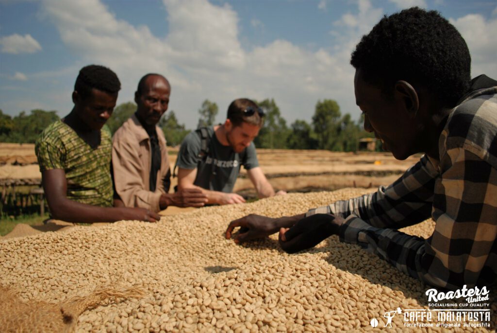 Taramesa Natural Coffee Drying Sidama Coffee Farmers Cooperative Union (SCFCU).