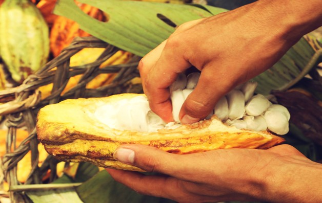 Ecuador cioccolato Le cabosse del cacao Nacional