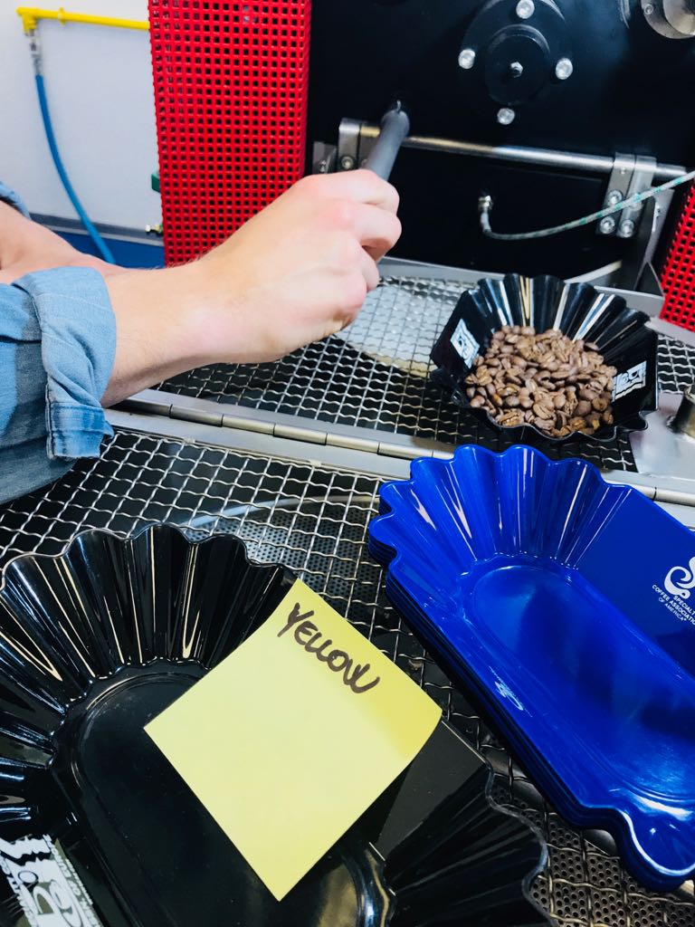 campione caffè Un campione del caffè verde utilizzato