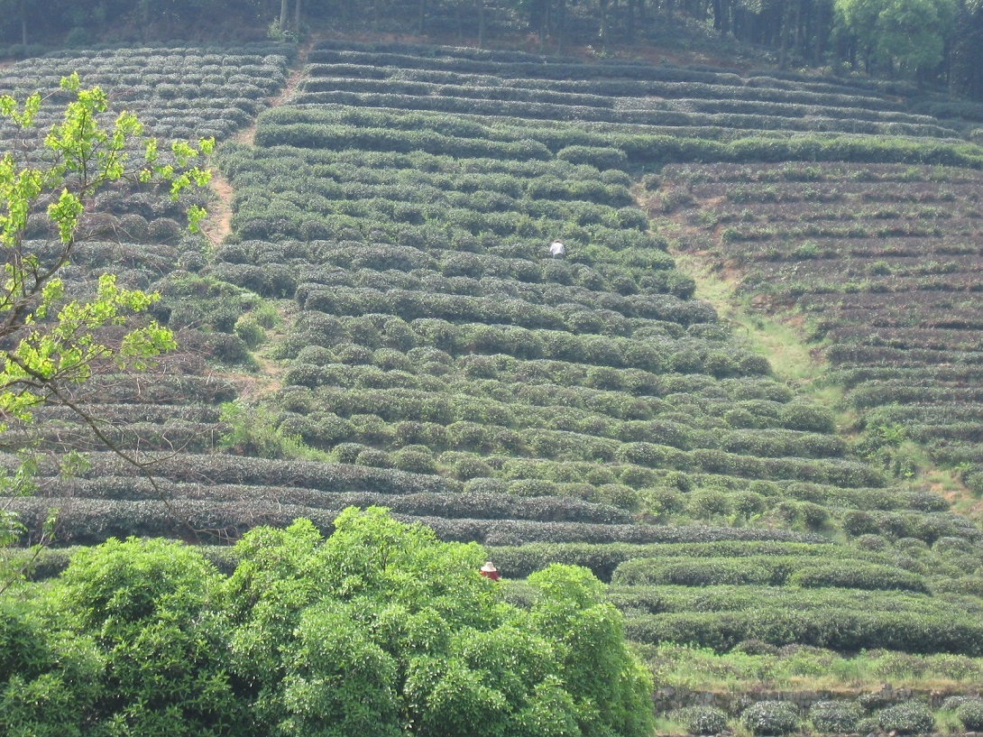 I giardini del tè di Dazhangshan cina