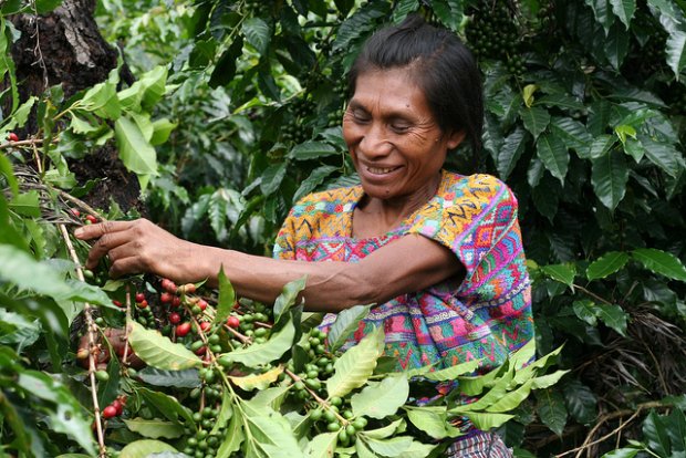 Produttrice caffè Guatemala crisi dei prezzi Una produttrice di caffè del Guatemala