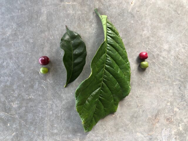 pag 17 left arabica - right robusta varietà selvatiche