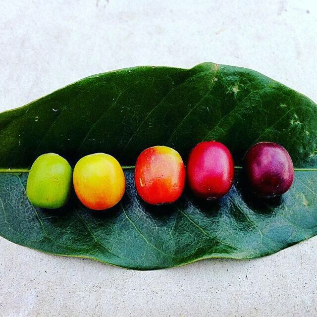 consumatori Drupe di caffè nei vari stadi di maturazione