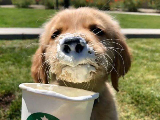 Puppuccino