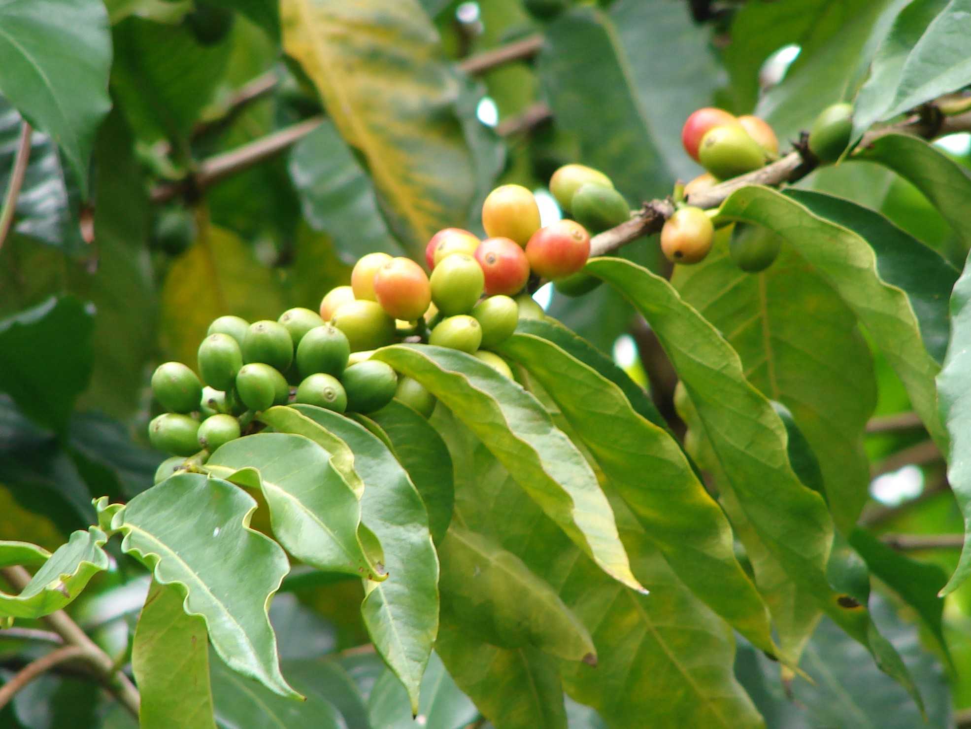 metodo crisi caffè coffea arabica varietà