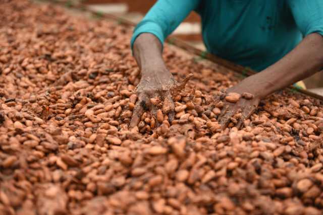 cacao ghana