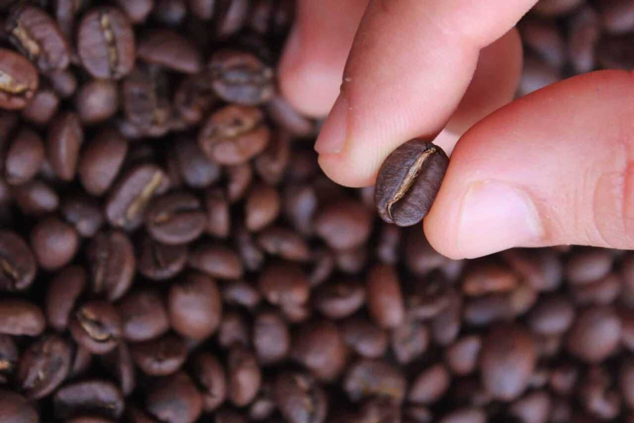 produzione di caffè consiglio nazionale delle ricerche torrefazione italiana