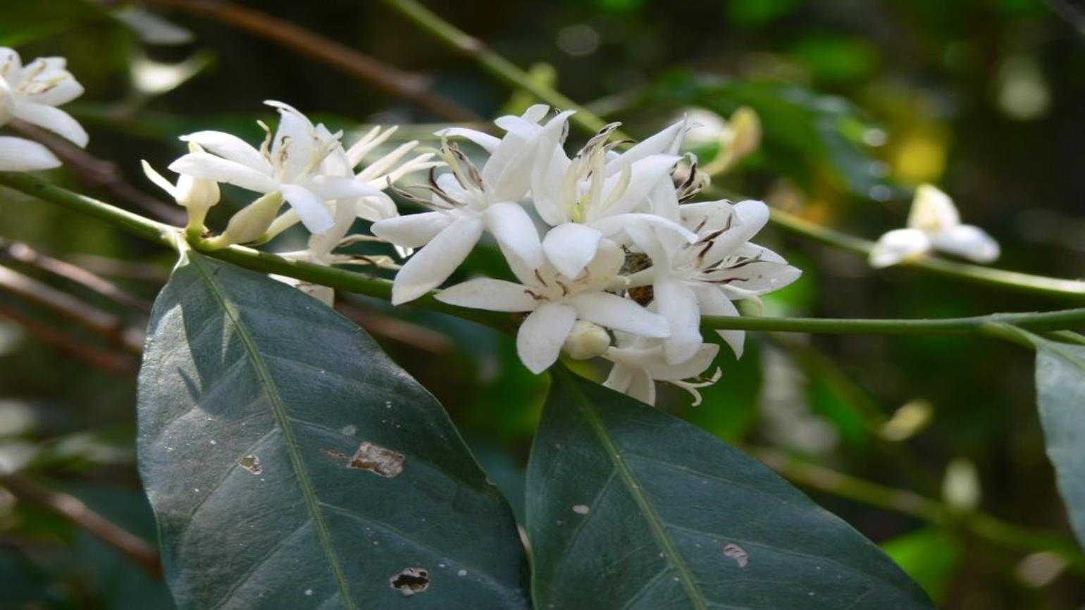 fioritura arabica